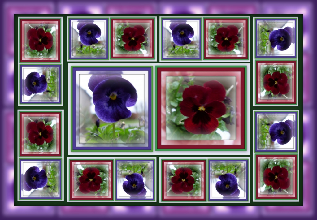 pansy portraits by sarah19