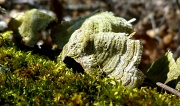6th Mar 2012 - Moss and Fungi