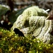 Moss and Fungi by calm