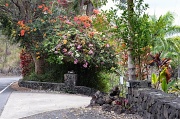 6th Mar 2012 - Beautiful Bougainveia Hedge