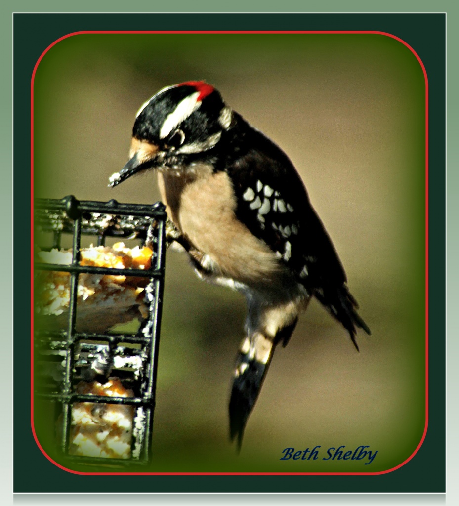 Male Downey Woodpecker by vernabeth
