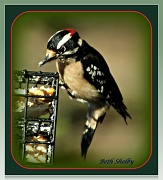 6th Mar 2012 - Male Downey Woodpecker