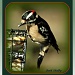 Male Downey Woodpecker by vernabeth
