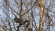 6th Mar 2012 - If i keep still behind this branch, they will never see me