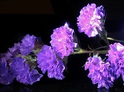 6th Mar 2012 - Light and lilac