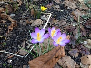 6th Mar 2012 - Signs of Spring