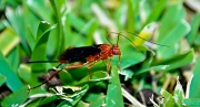 6th Mar 2012 - a bugs life