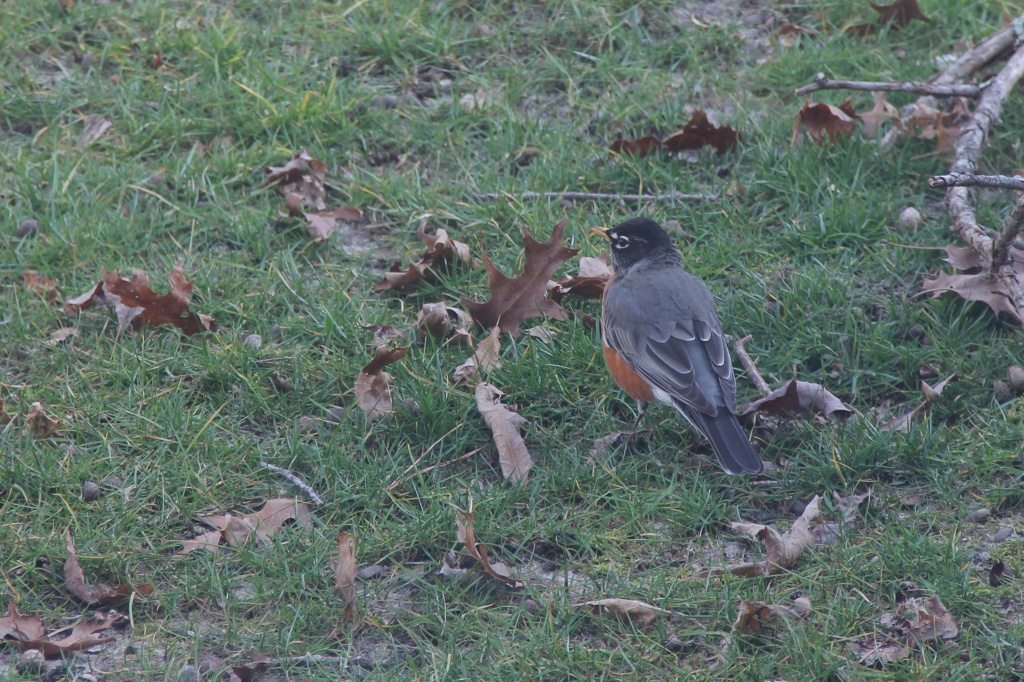 Early March Robin by hjbenson