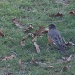 Early March Robin by hjbenson