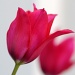 Pink Tulip by seanoneill