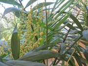7th Mar 2012 - Parlour Palm