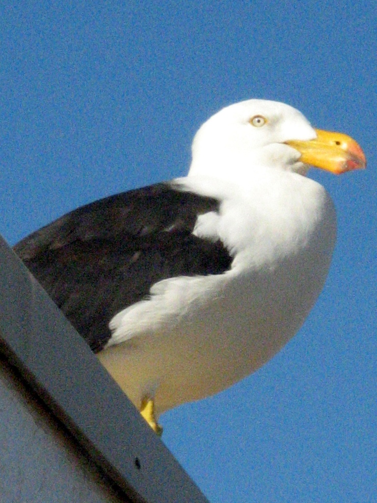 Pacific Gull by marguerita
