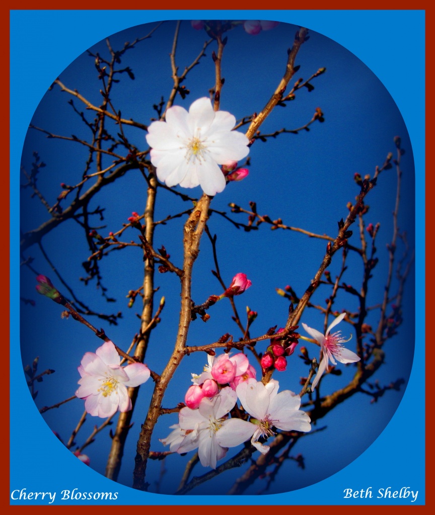 Cherry Blossums by vernabeth