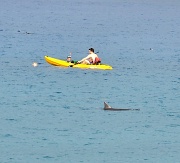 7th Mar 2012 - Dolphin Frolic