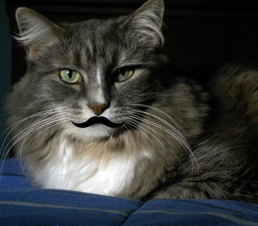 My kitty's mustache by mittens