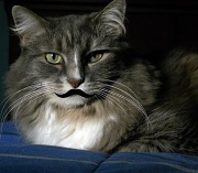 7th Mar 2012 - My kitty's mustache