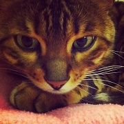 6th Mar 2012 - I Am Cat
