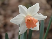7th Mar 2012 - Harbinger of Spring
