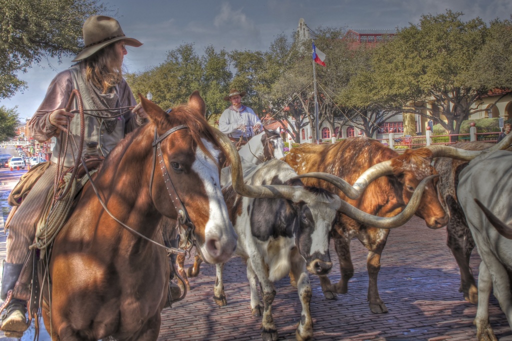 Fort Worth Stockyards Cattle Drive by lynne5477