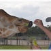 Larry & the giraffe by mjmaven