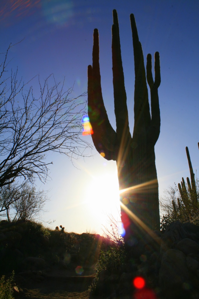 Saguaro Silhouette by kerristephens