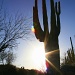 Saguaro Silhouette by kerristephens