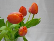 7th Mar 2012 - coral tulips