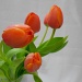 coral tulips by summerfield