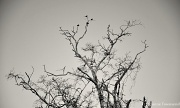 7th Mar 2012 - Birds