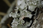7th Mar 2012 - Fungi