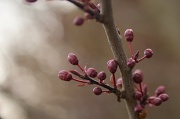 7th Mar 2012 - Japanese Plum Buds