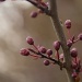 Japanese Plum Buds by vickisfotos