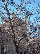 29th Feb 2012 - Tree