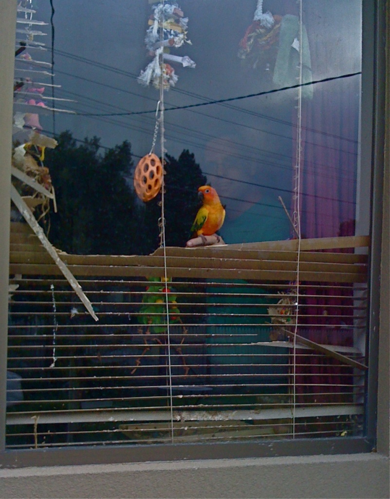Window - March challenge (with added parrots) by alia_801