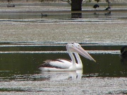8th Mar 2012 - Pelican Pair
