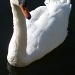 Graceful Swan by calm