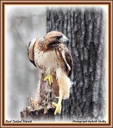 8th Mar 2012 - Red Tailed Hawk