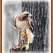 Red Tailed Hawk by vernabeth