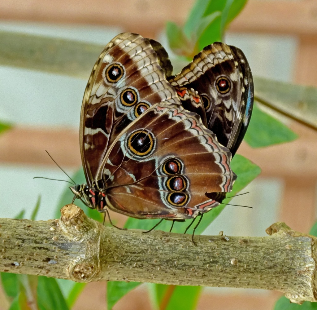 two "brown" butterflies making more "brown" butterflies (8/3/12) by jantan