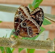 8th Mar 2012 - two "brown" butterflies making more "brown" butterflies (8/3/12)