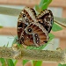 two "brown" butterflies making more "brown" butterflies (8/3/12) by jantan