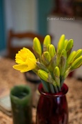 8th Mar 2012 - daffodils...