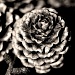 A Wooden Rose by digitalrn