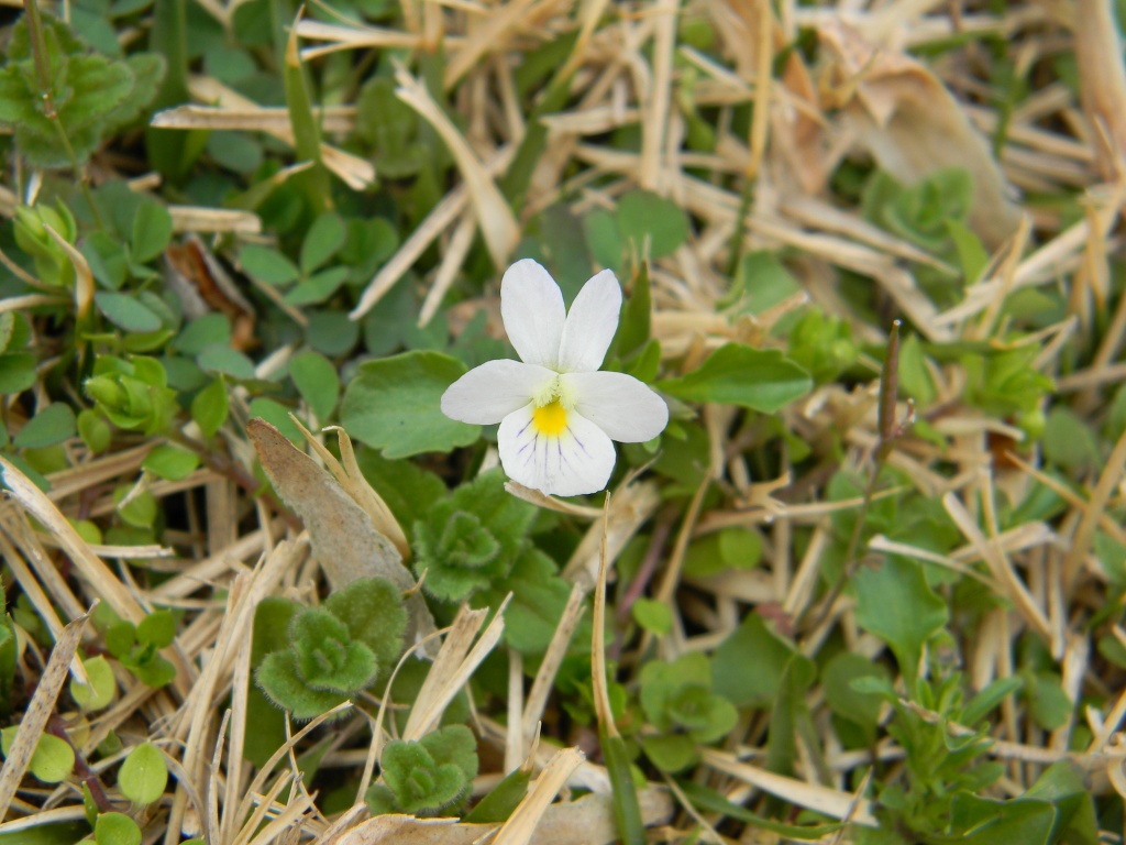 White Flower 3.8.12 by sfeldphotos