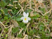 8th Mar 2012 - White Flower 3.8.12