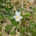 White Flower 3.8.12 by sfeldphotos