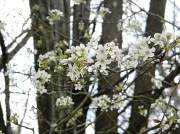 7th Mar 2012 - Pear Tree Blossoms 3.7.12