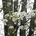 Pear Tree Blossoms 3.7.12 by sfeldphotos
