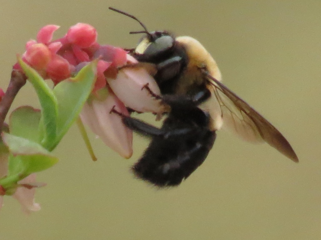 Pollination by grammyn