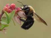 8th Mar 2012 - Pollination